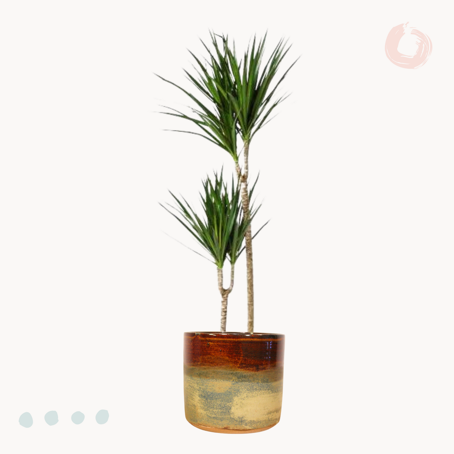 Δράκαινα Marginata