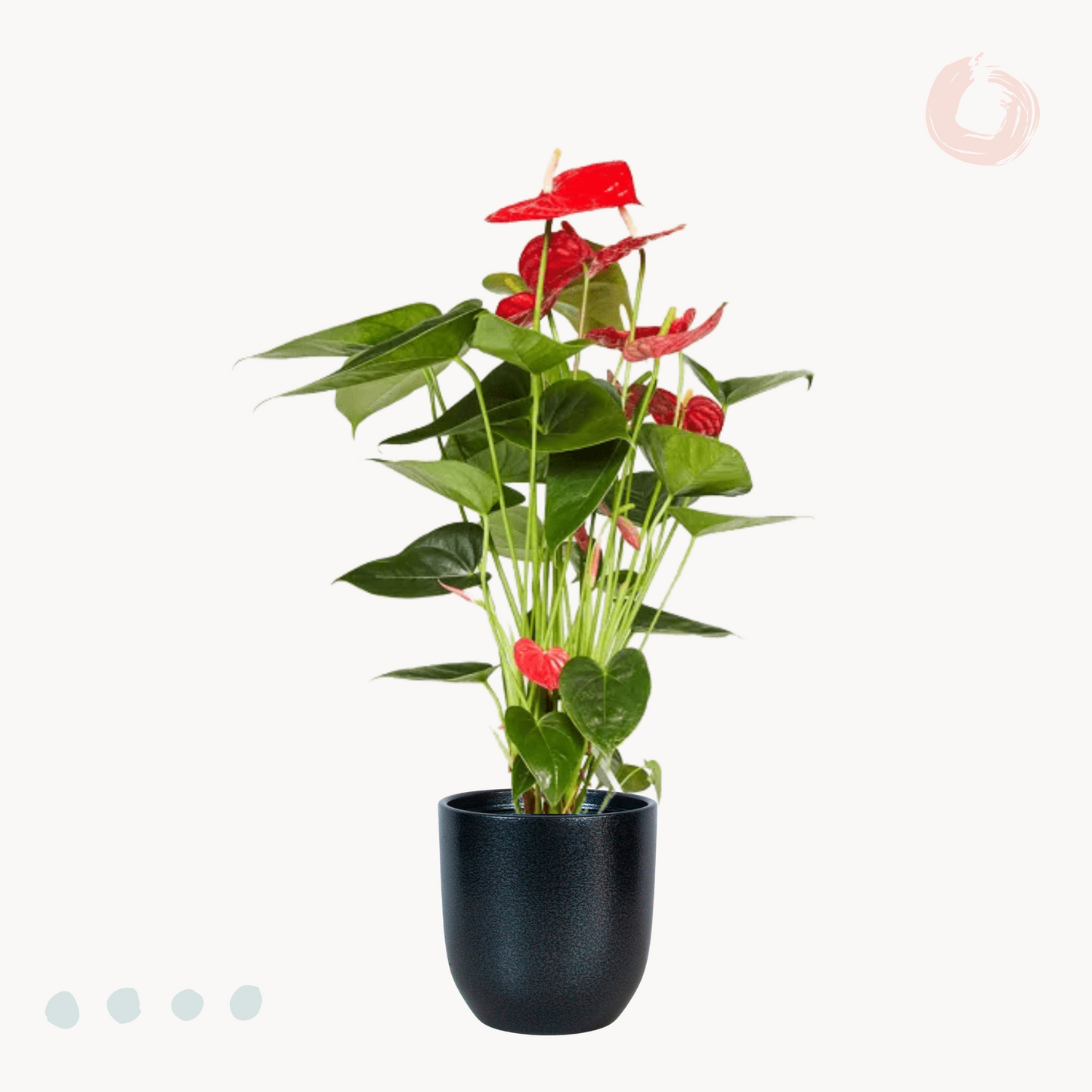 Ανθούριο Andraeanum