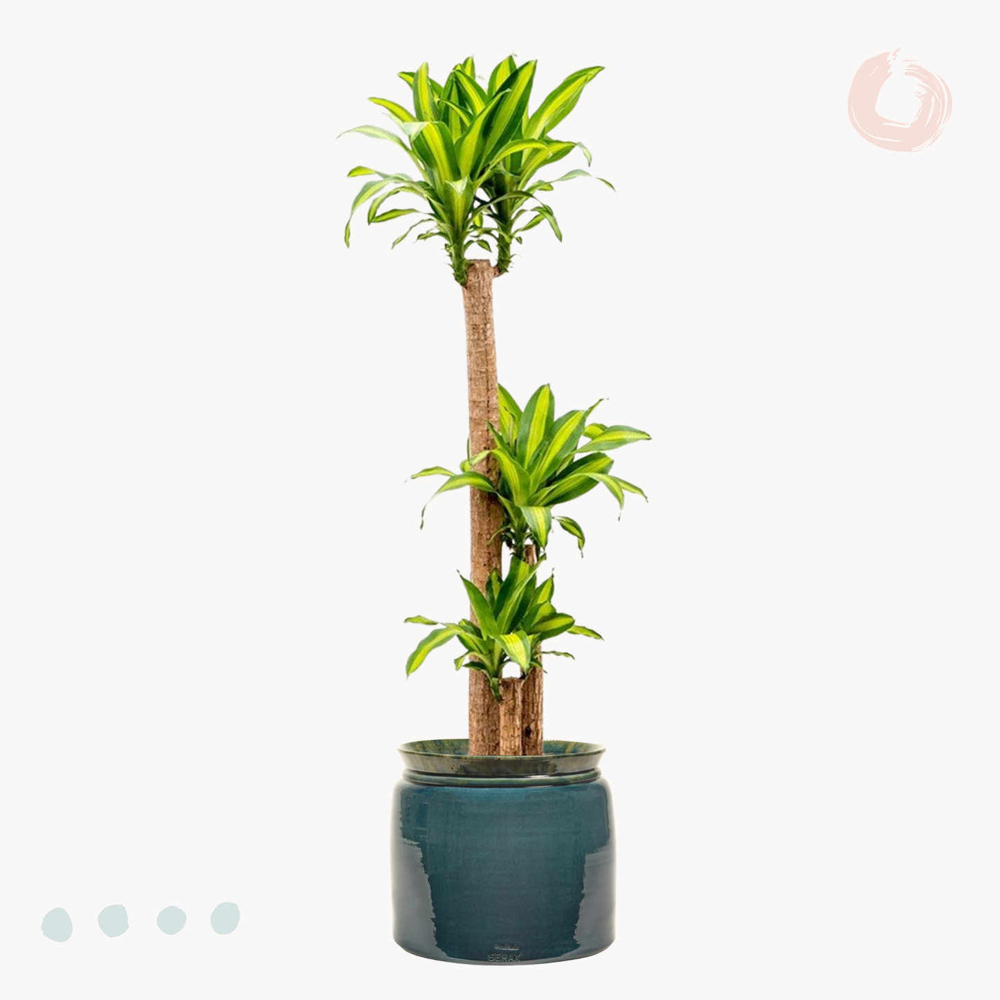 Δράκαινα Fragrans