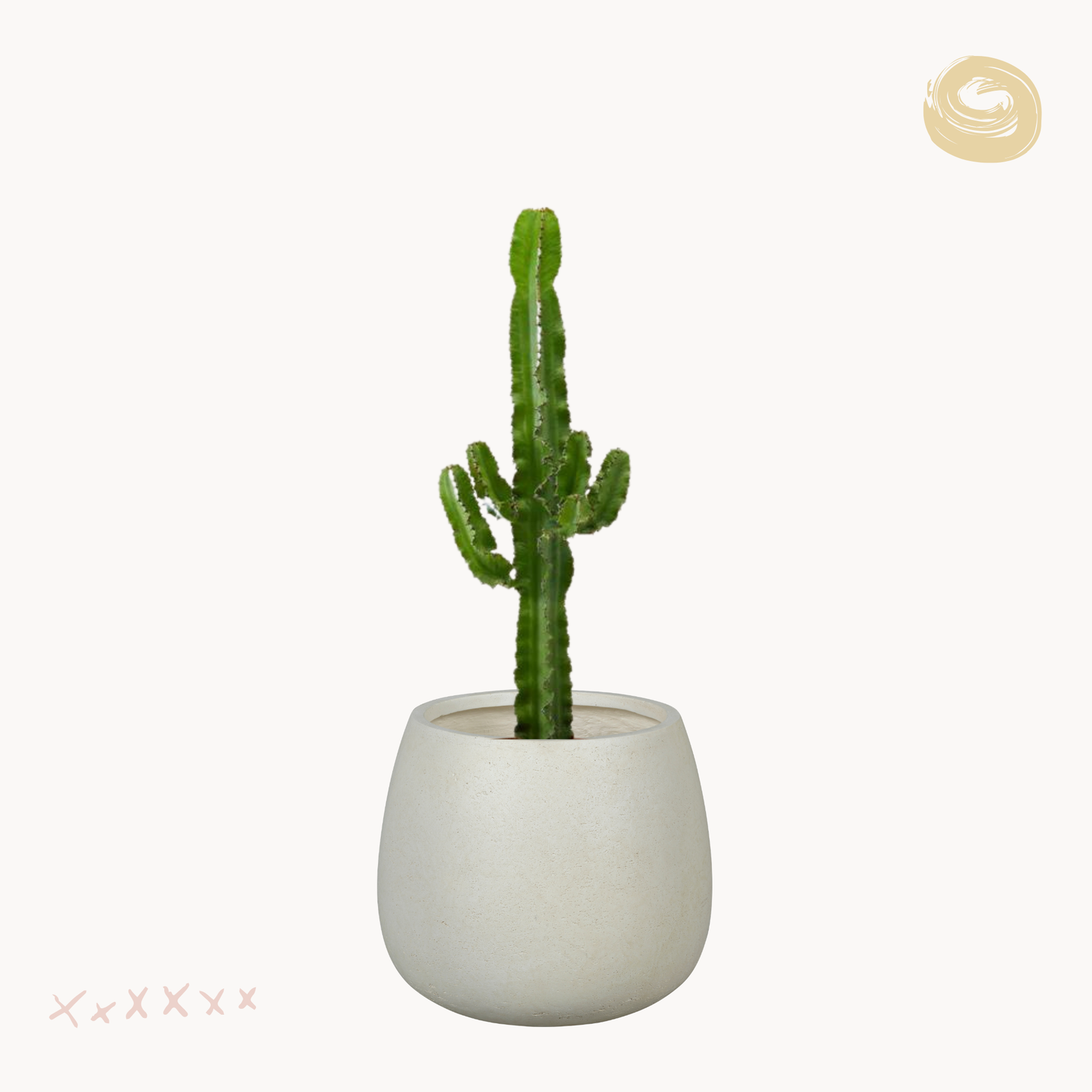 Euphorbia acrurensis