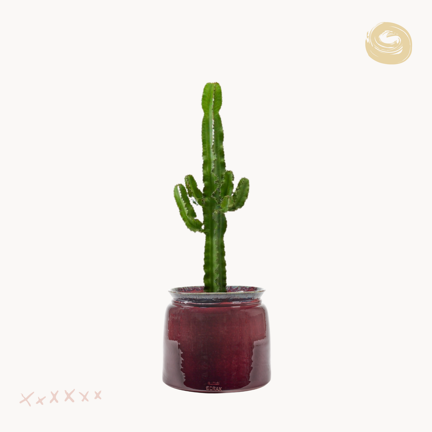 Euphorbia acrurensis