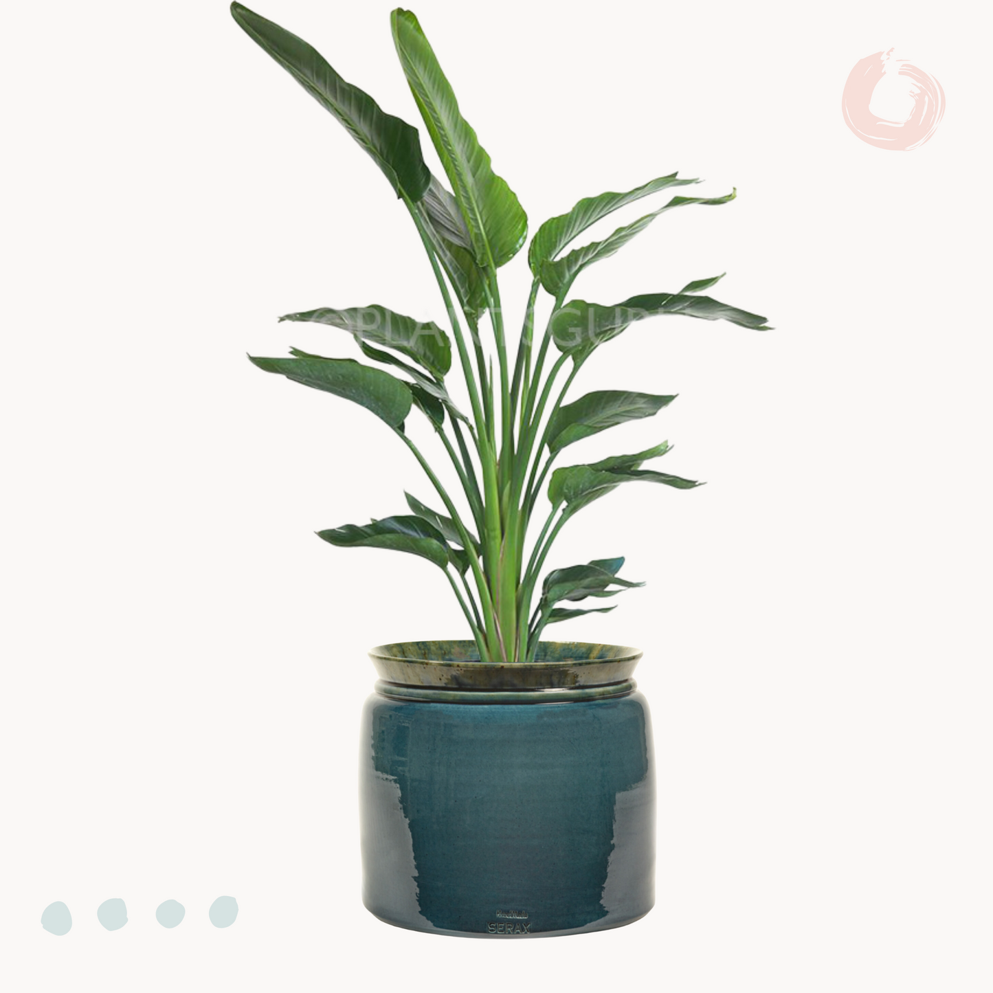 Στρελίτσια Πορτοκαλί