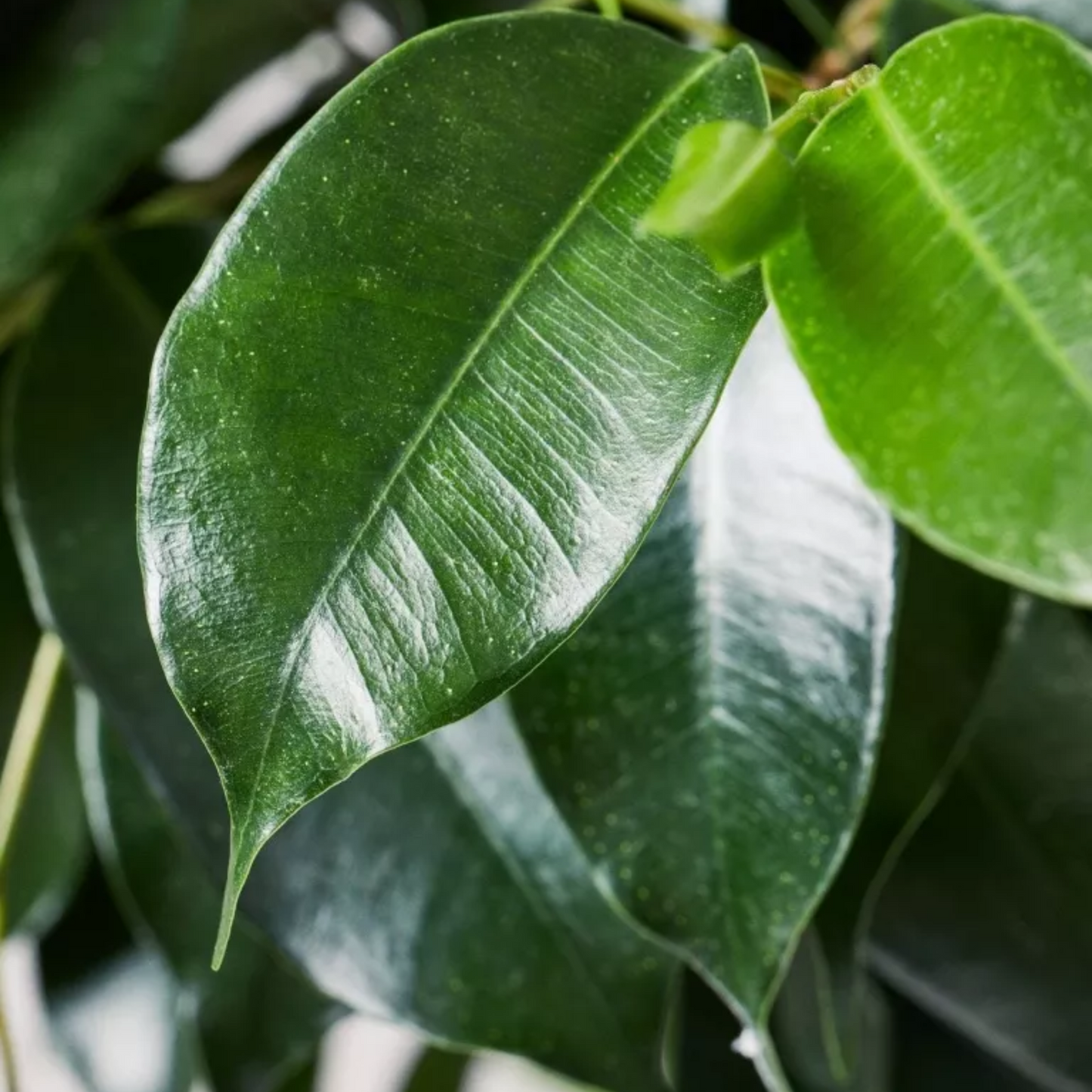 fikos benjamin fylla happyplants