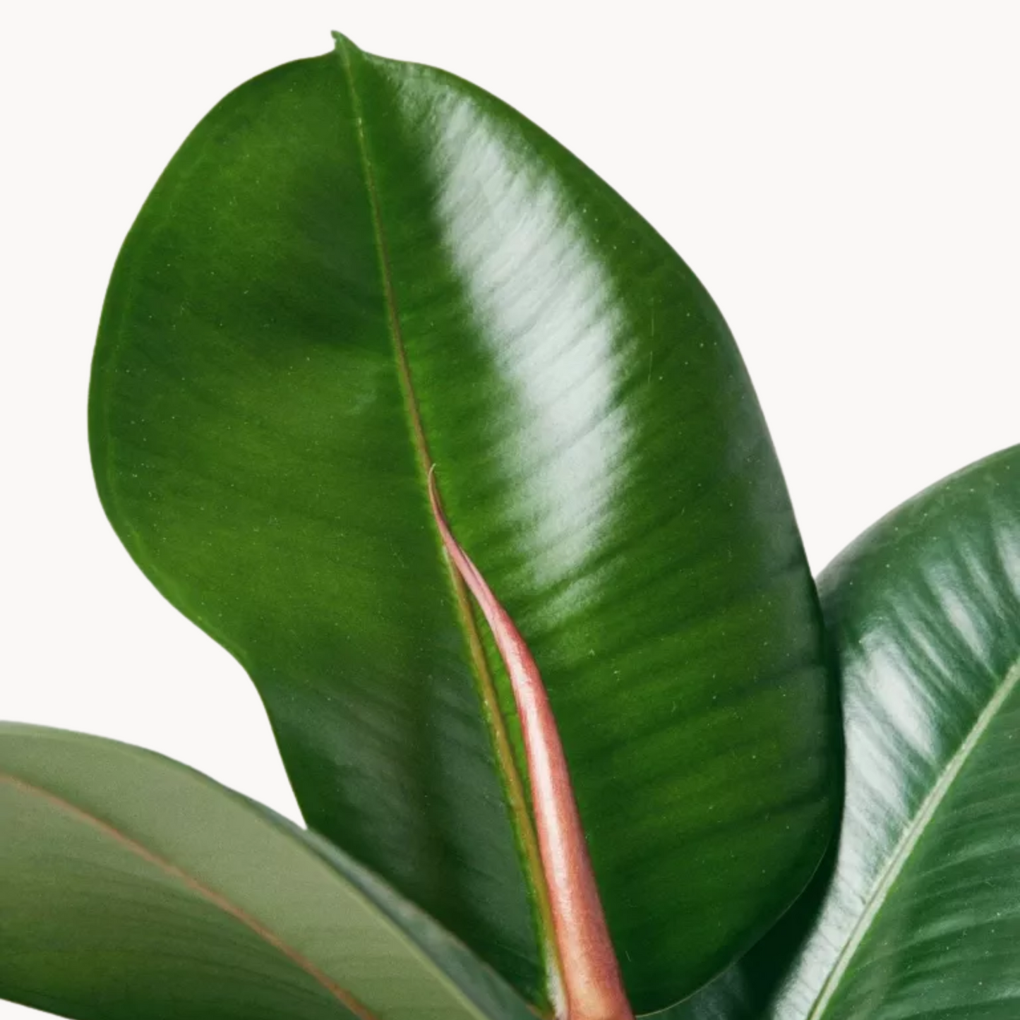 fikoselastica robusta fylla happyplants