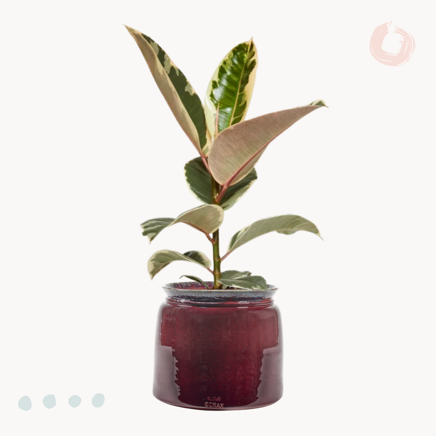 Φίκος Elastica Tineke