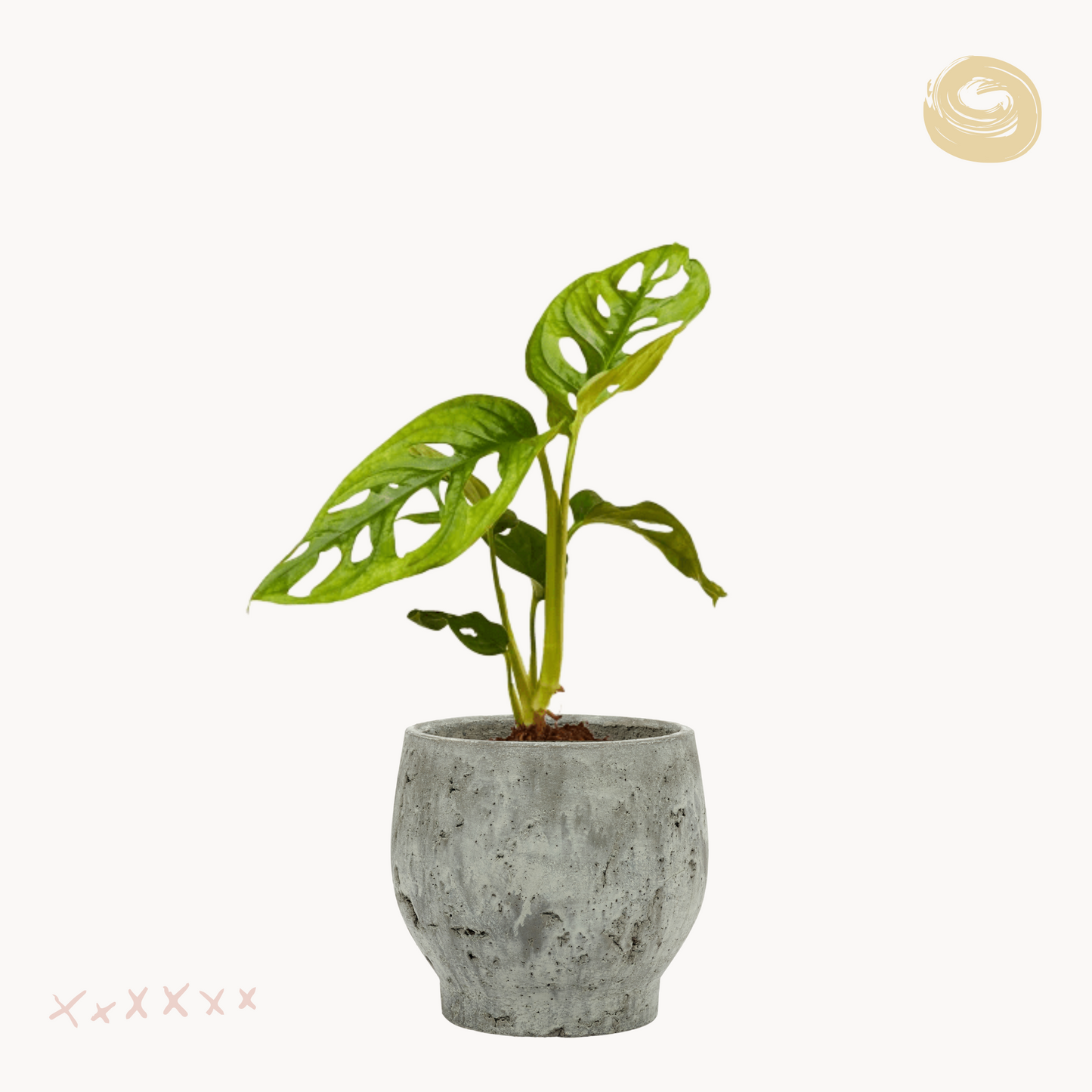 Μονστέρα Adansonii