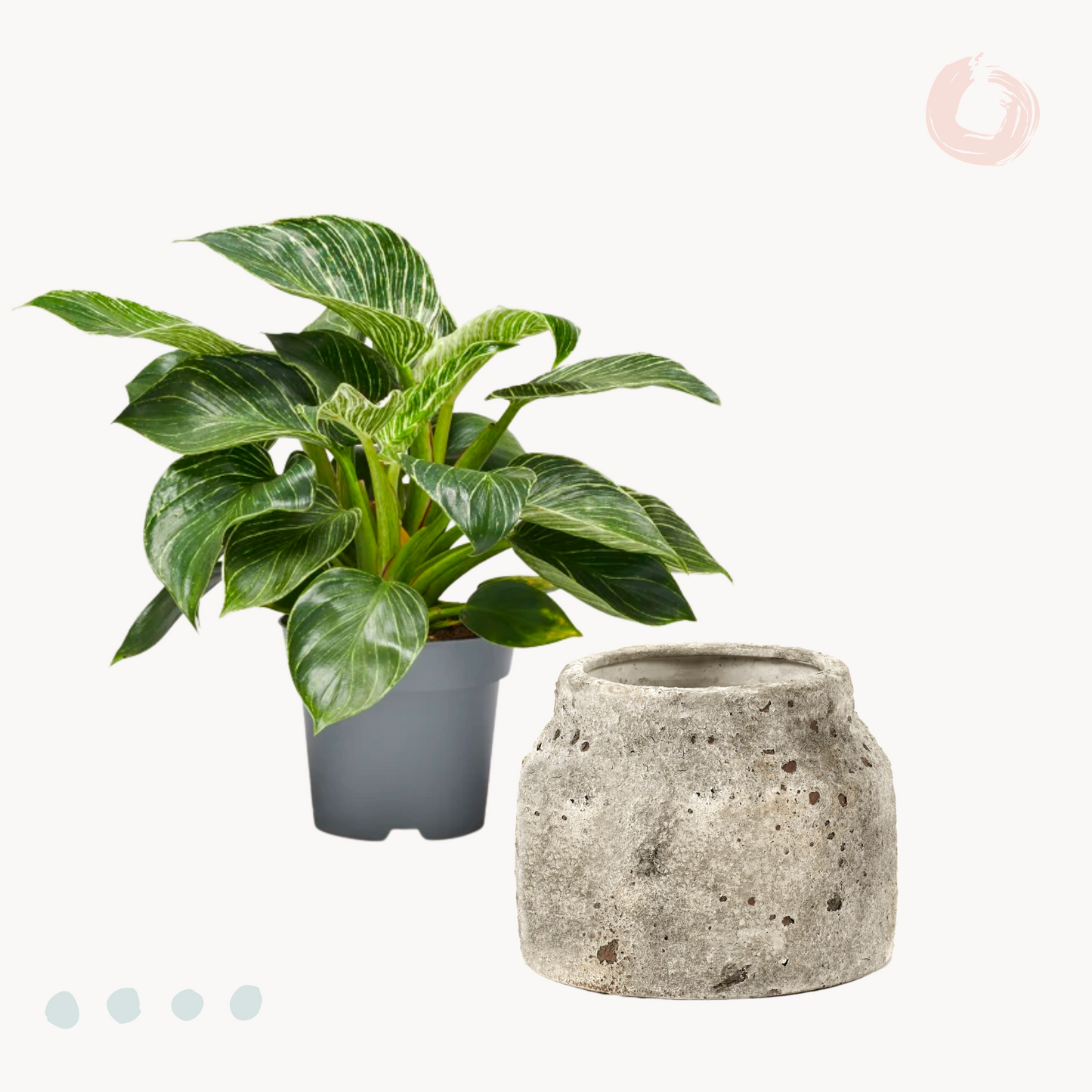 Φυλλόδεντρο Birkin