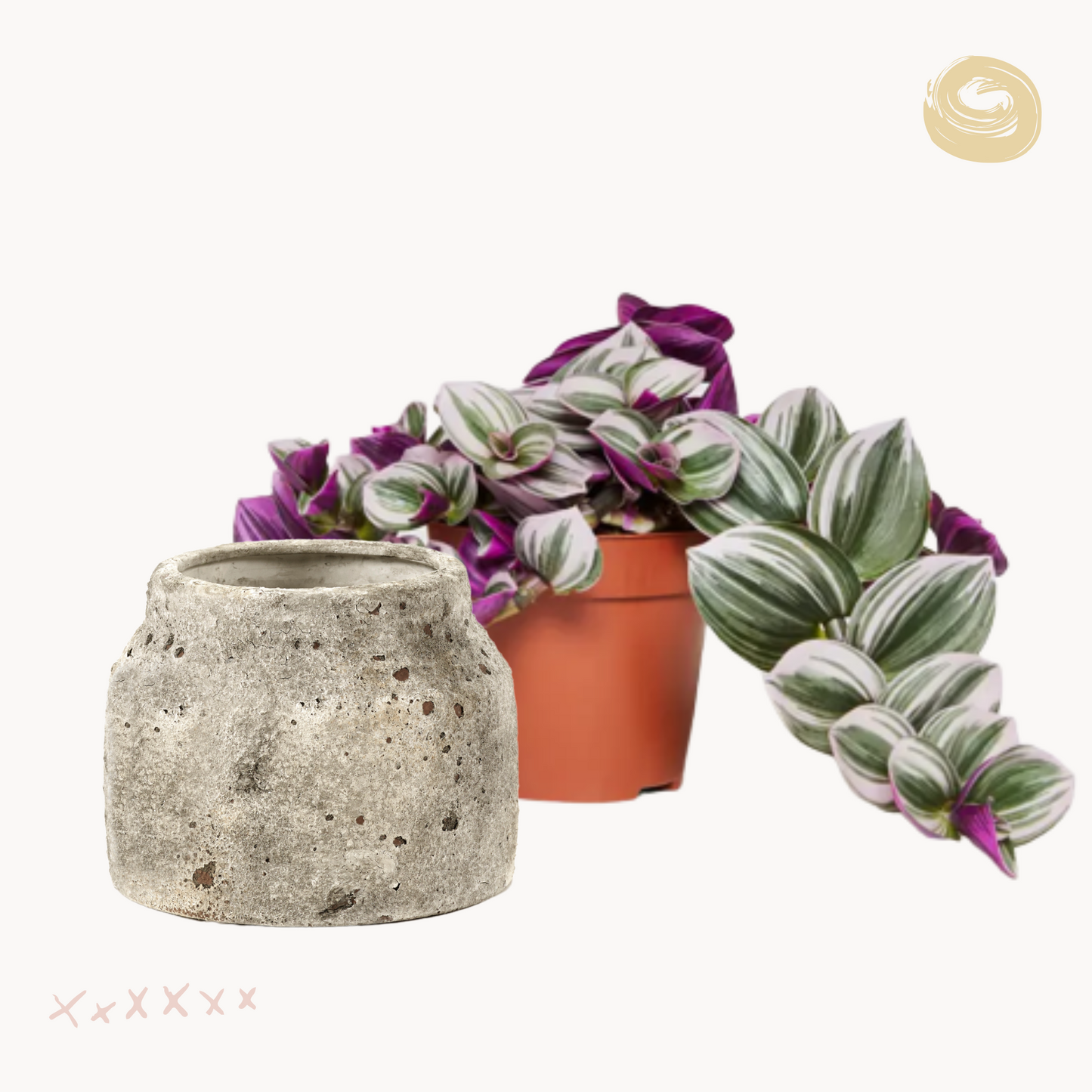 Τραντεσκάντια Nanouk