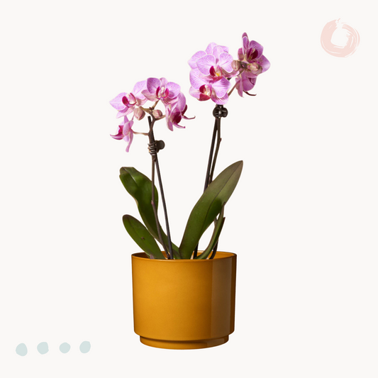 Ορχιδέα