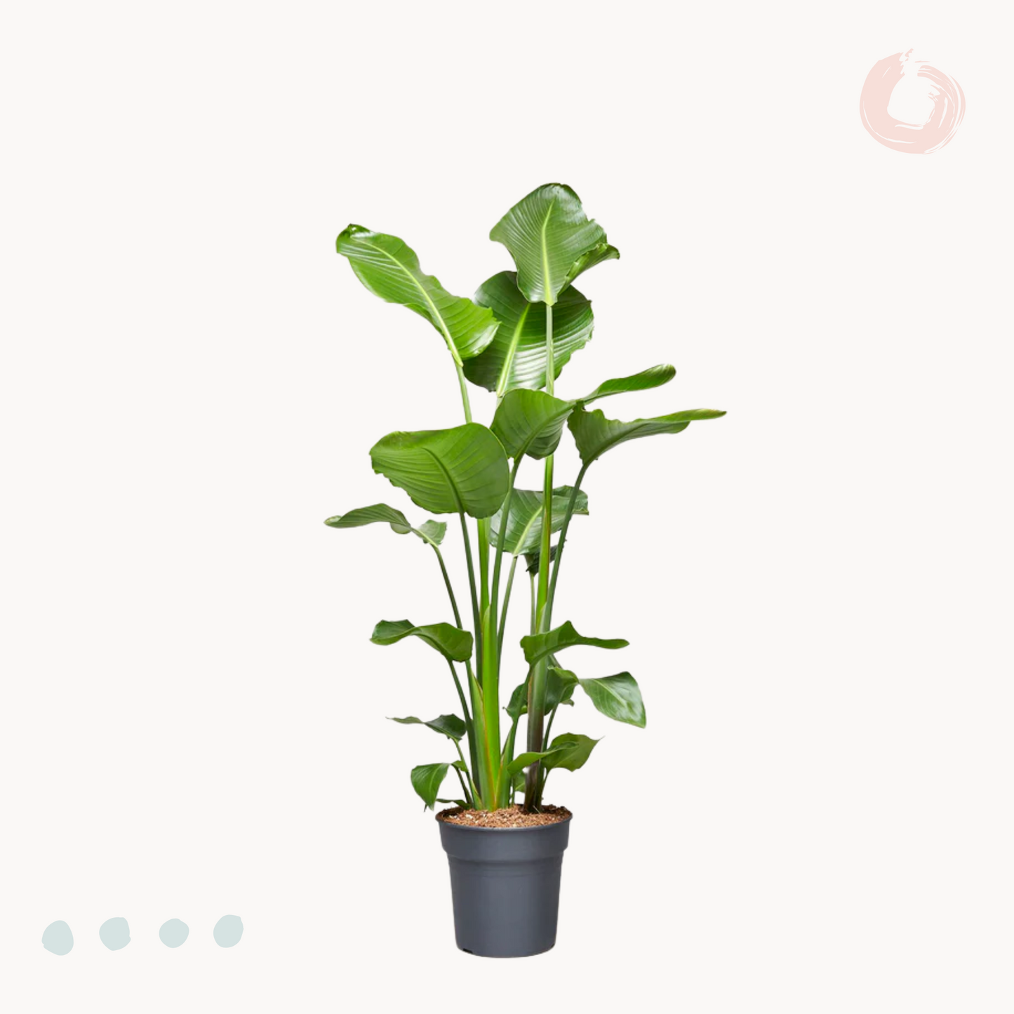 Στρελίτσια Λευκή