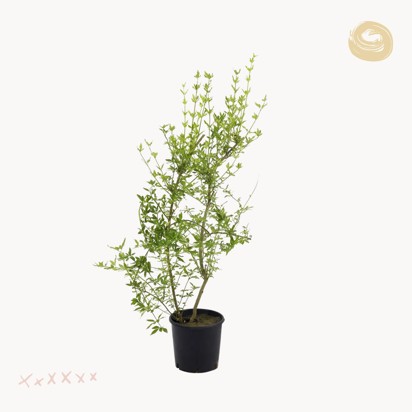 Κίτρινο Γιασεμί