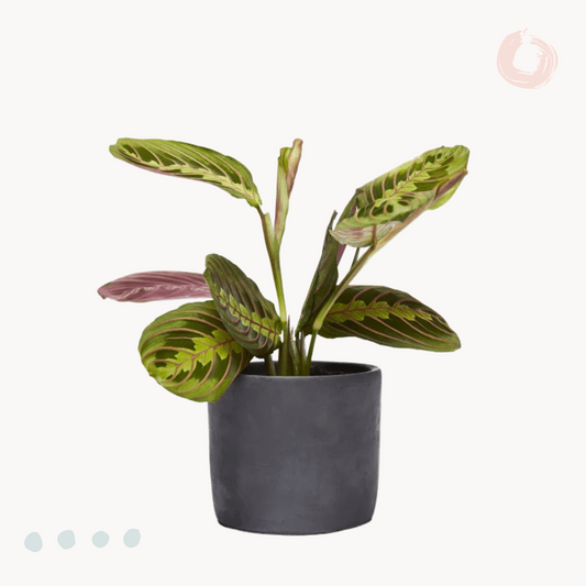 maranta kaspo happyplants