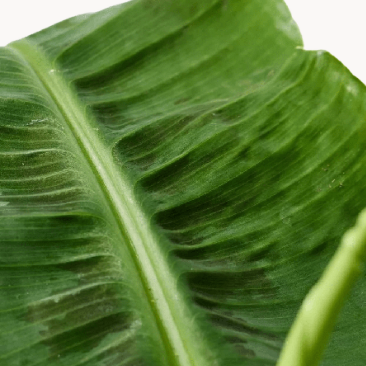 mpanania megalh kaspo happyplants