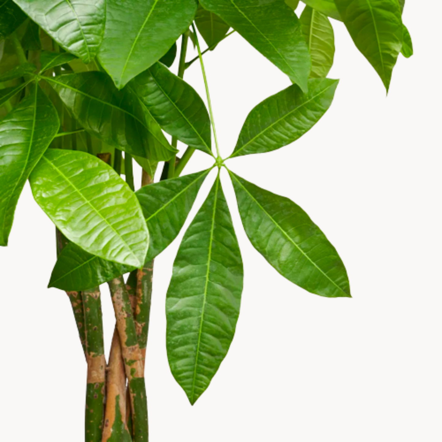 Παχίρα Aquatica