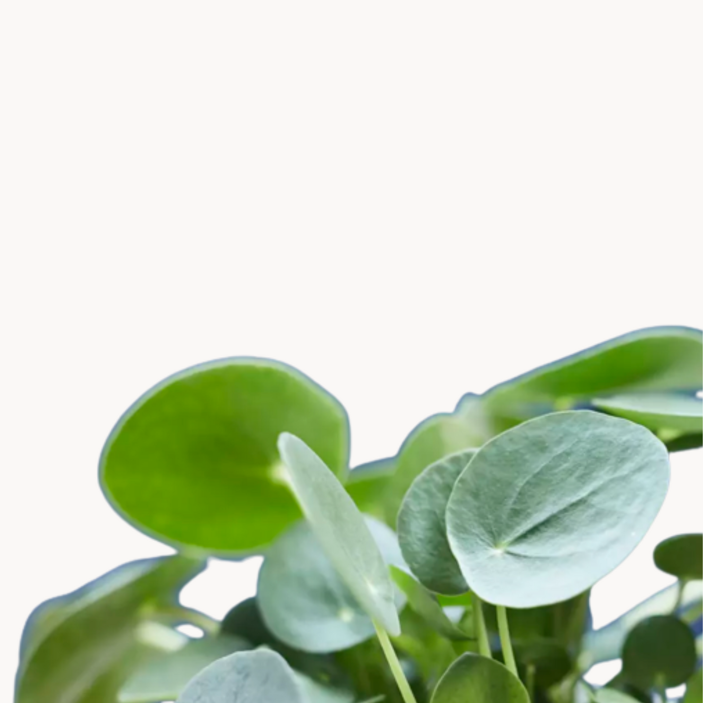 pilea kontino fotografia happyplants