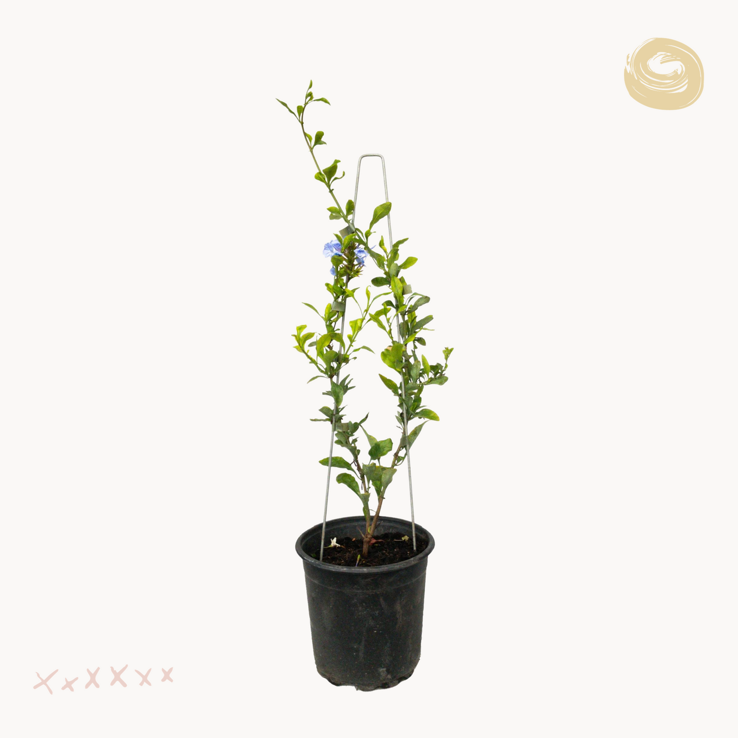 Μπλε Γιασεμί