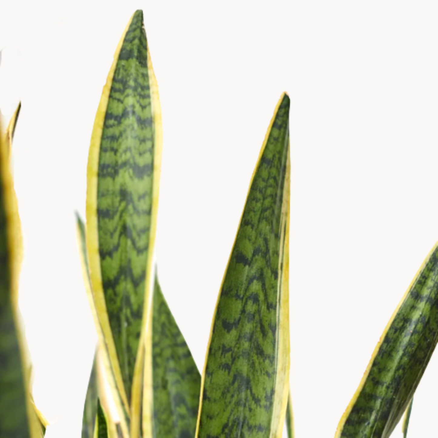 sansevieria trifasciata close up fylla happyplants