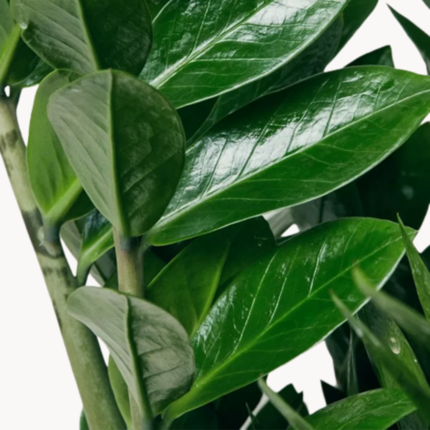 zamioculcas zamia fylla happyplants