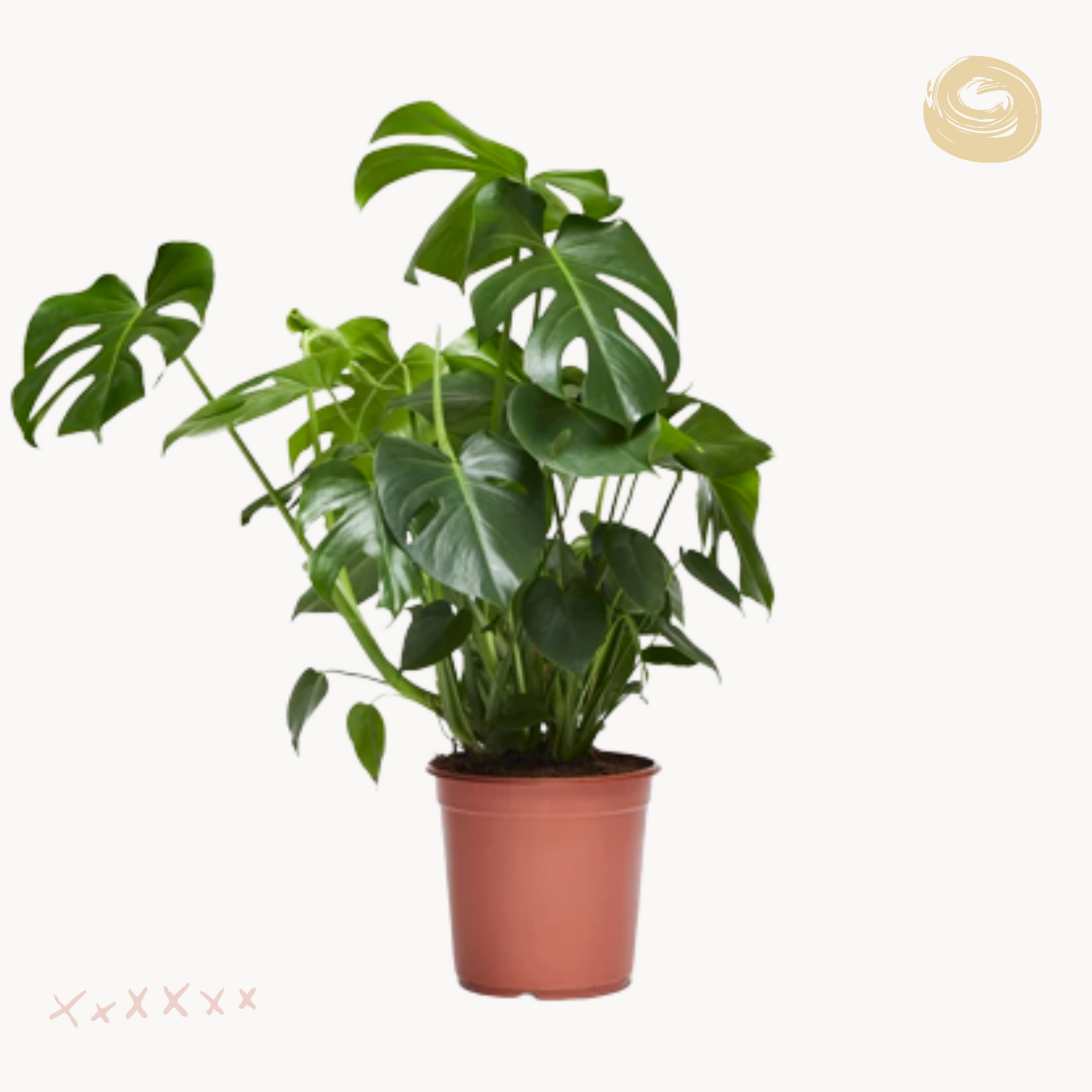 monstera deliciosa megalh glastra happyplants