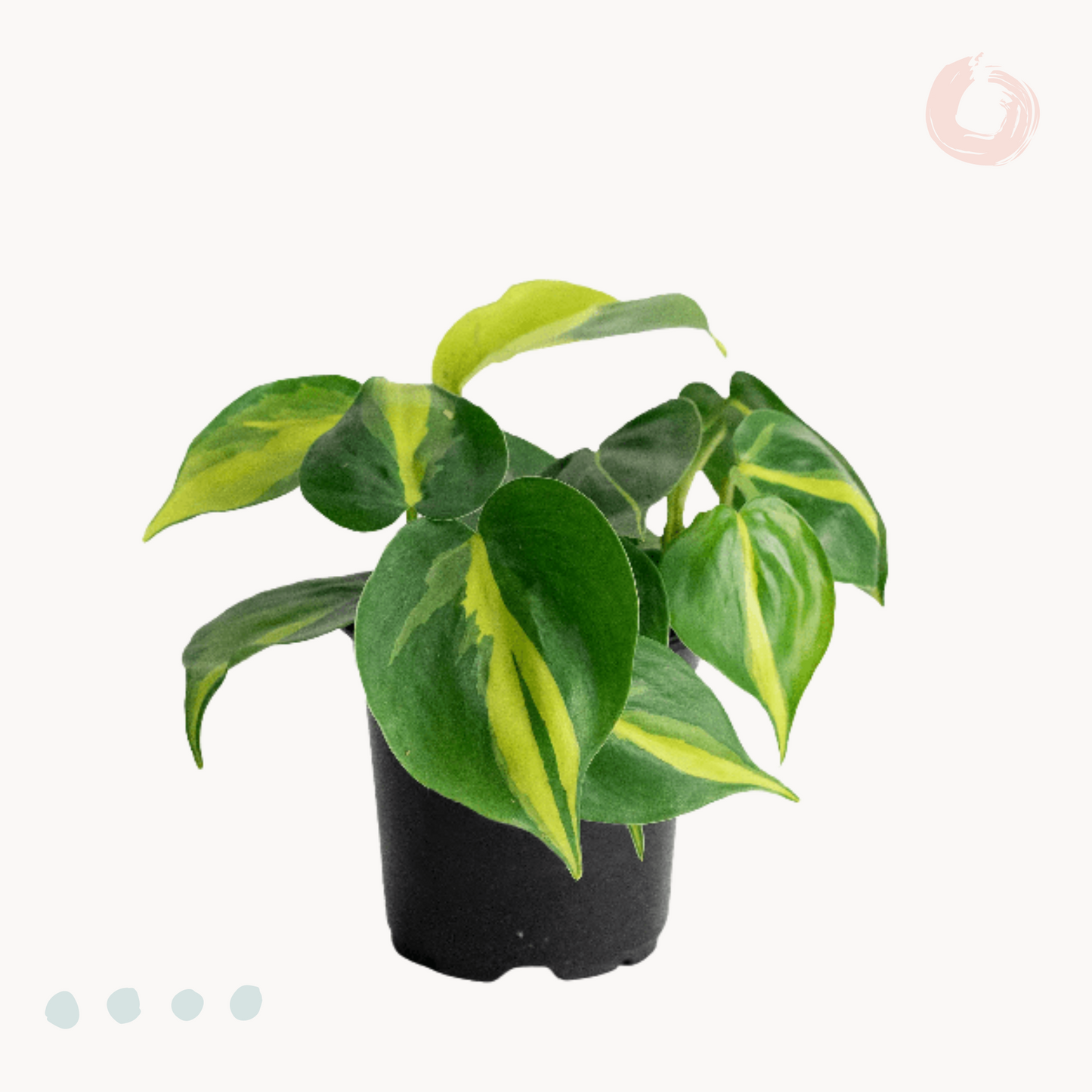 philodentro brazil glastra happyplants