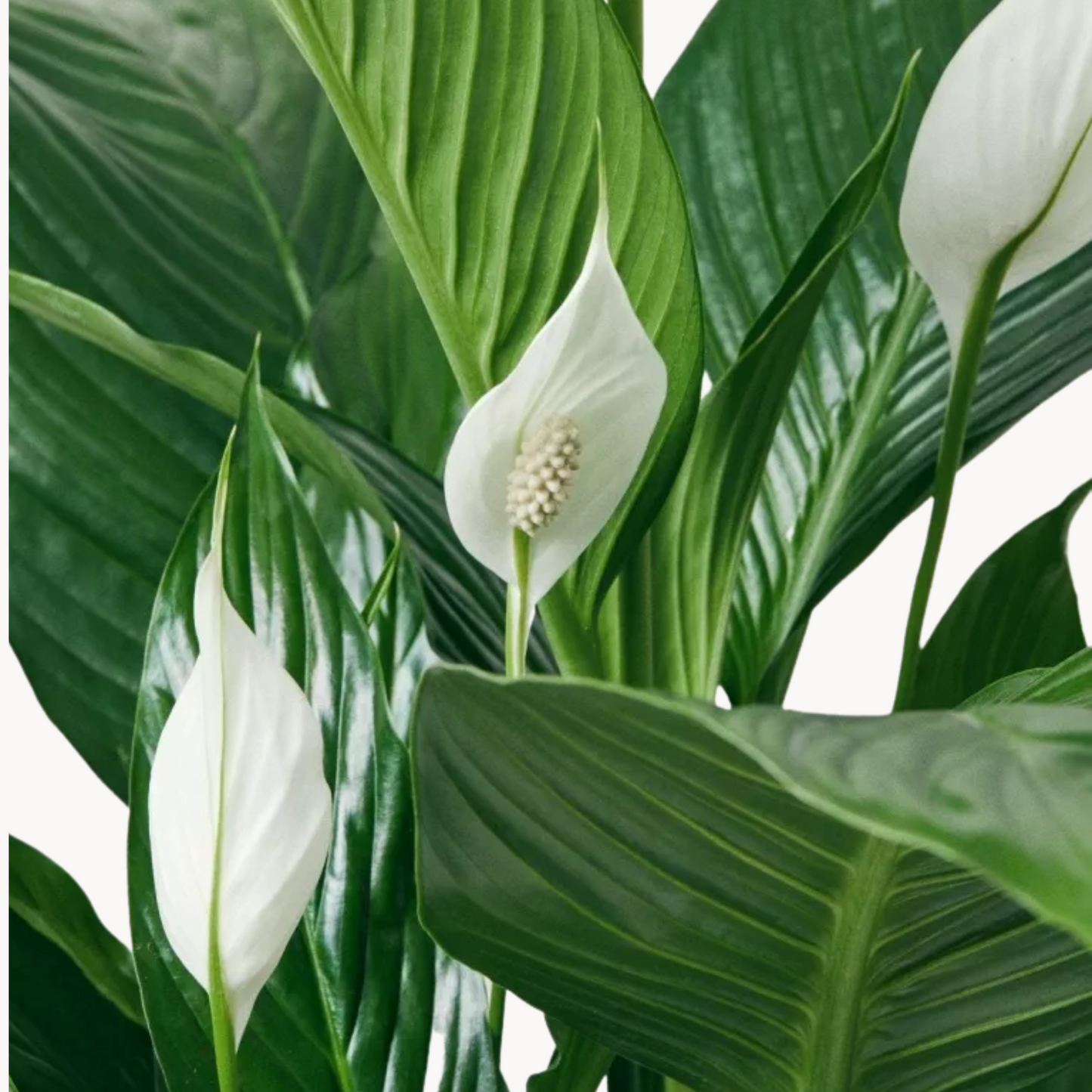 spathifyllo fylla happyplants