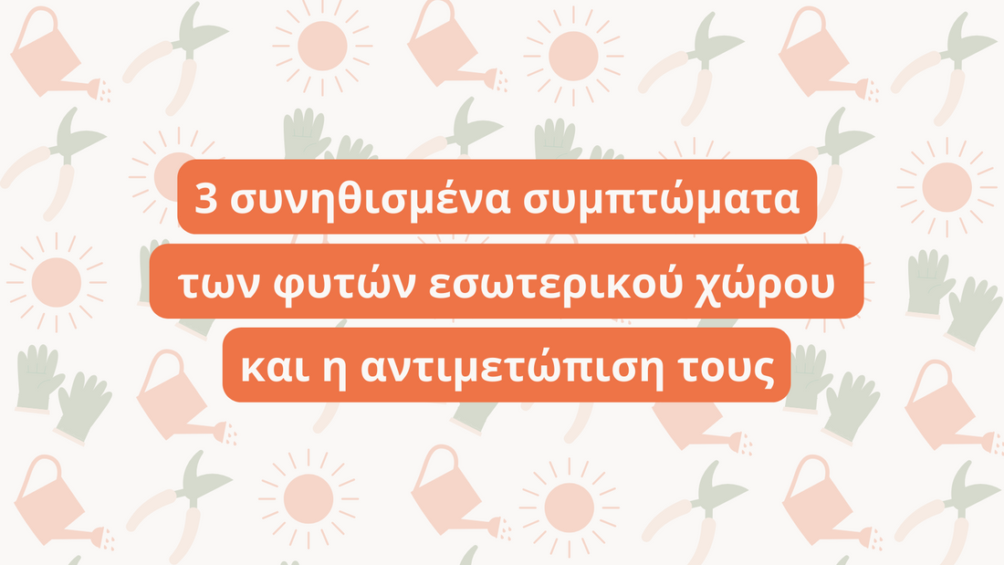 3 συνηθισμένα συμπτώματα των φυτών εσωτερικού χώρου και η αντιμετώπιση τους