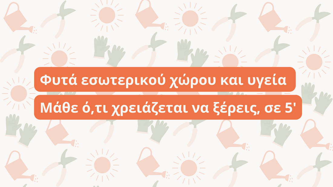 Φυτά εσωτερικού χώρου και υγεία. Μάθε ό,τι χρειάζεται να ξέρεις, σε 5'!