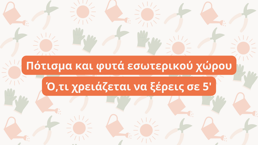 Πότισμα και φυτά εσωτερικού χώρου. Ό,τι χρειάζεται να ξέρεις σε 5'