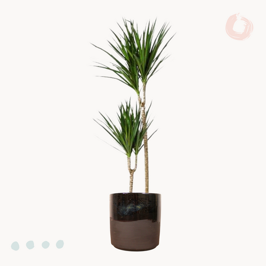 Δράκαινα Marginata