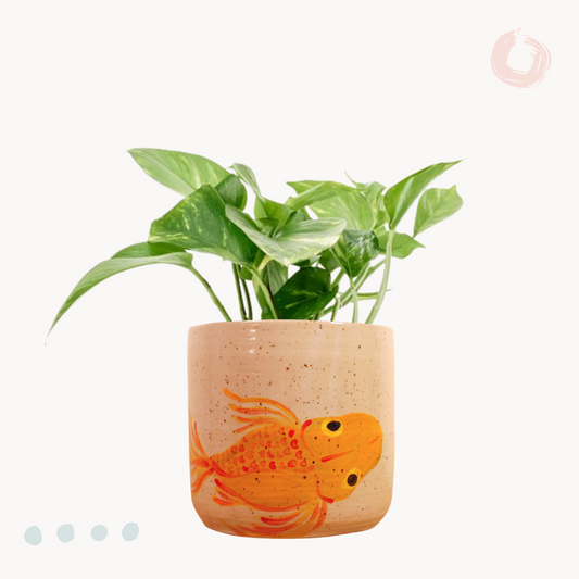 Golden Πόθος E. Aureum