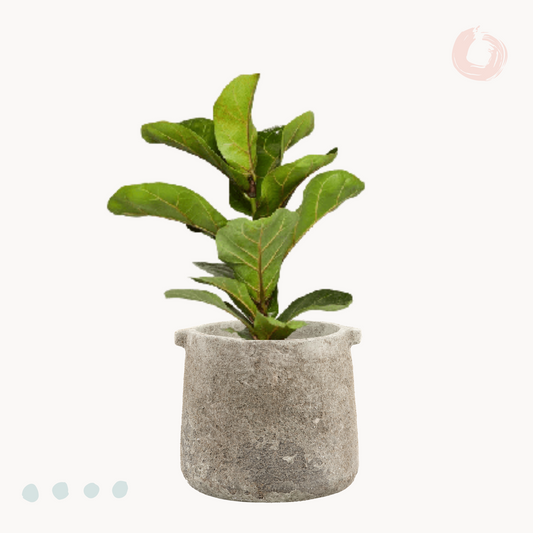 Φίκος Λυράτα