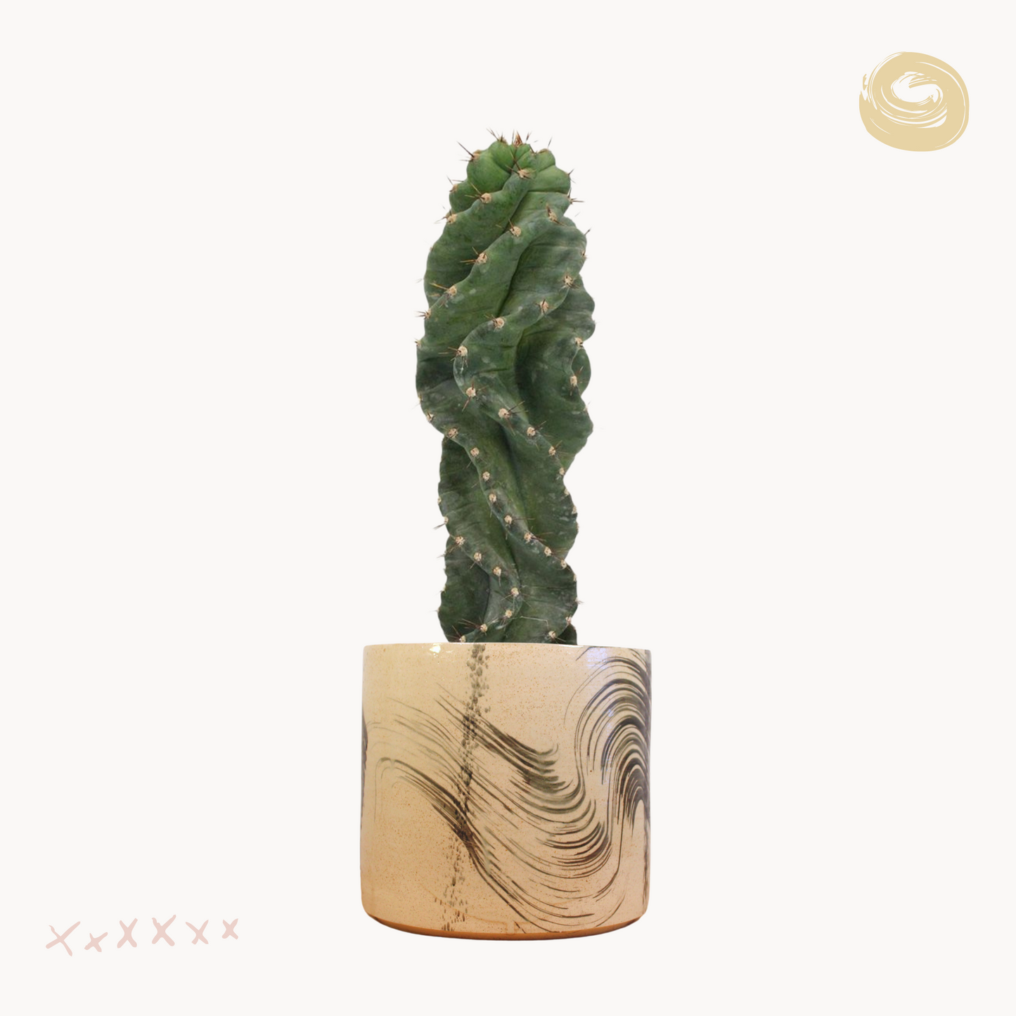 Cereus Spiralis