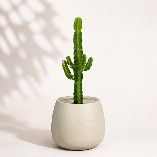 Euphorbia acrurensis