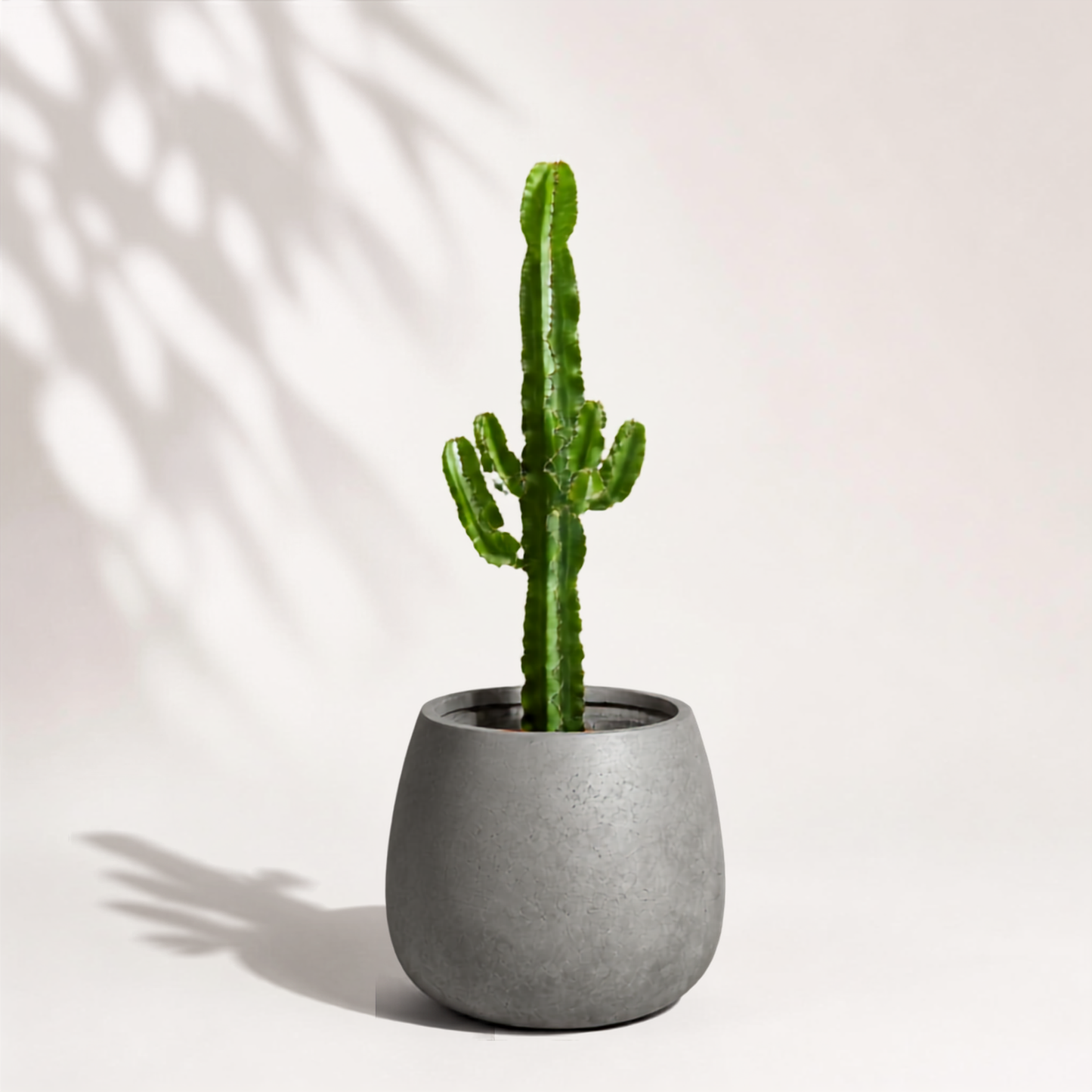 Euphorbia acrurensis