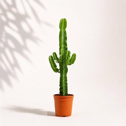 Euphorbia acrurensis