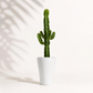 Euphorbia acrurensis