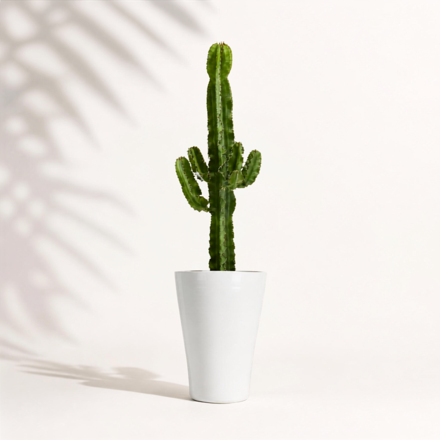 Euphorbia acrurensis