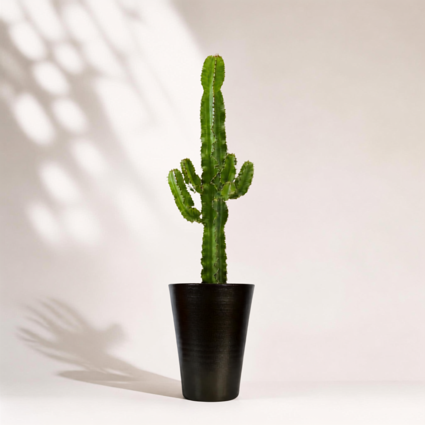 Euphorbia acrurensis