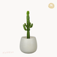 Euphorbia acrurensis