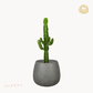 Euphorbia acrurensis