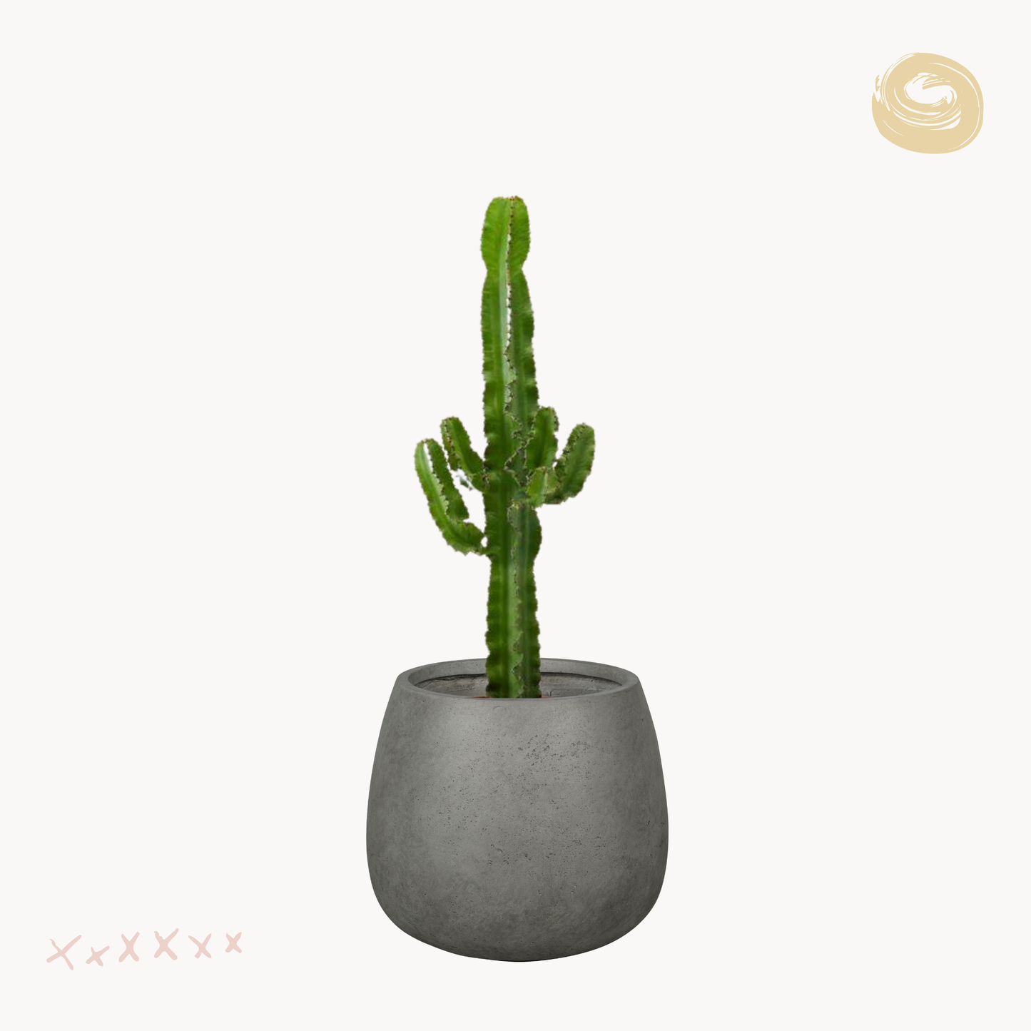 Euphorbia acrurensis