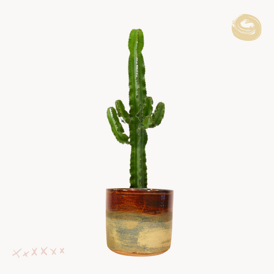 Euphorbia acrurensis