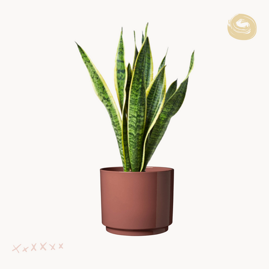 Σανσεβιέρια Trifasciata