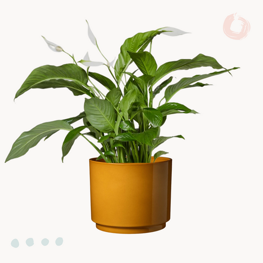 Σπαθίφυλλο