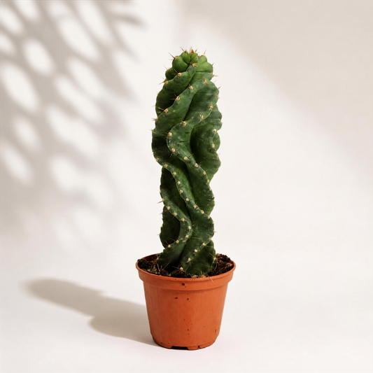 Cereus Spiralis
