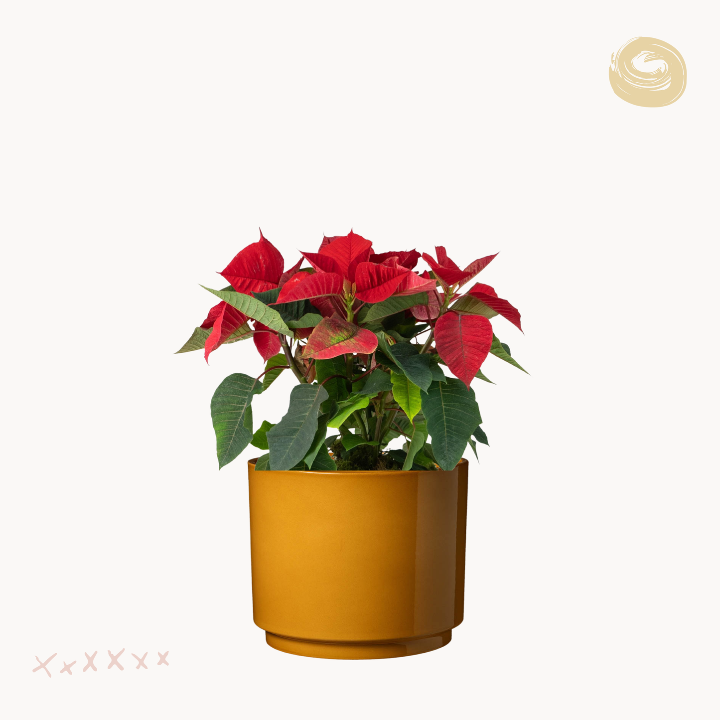 Αλεξανδρινό