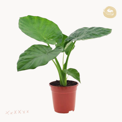 alocasia makrorizh glastra happyplants