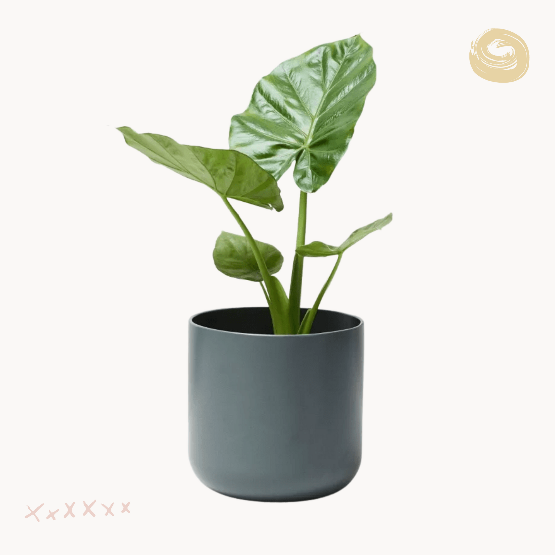 alocasia makrorizh kaspo happyplants