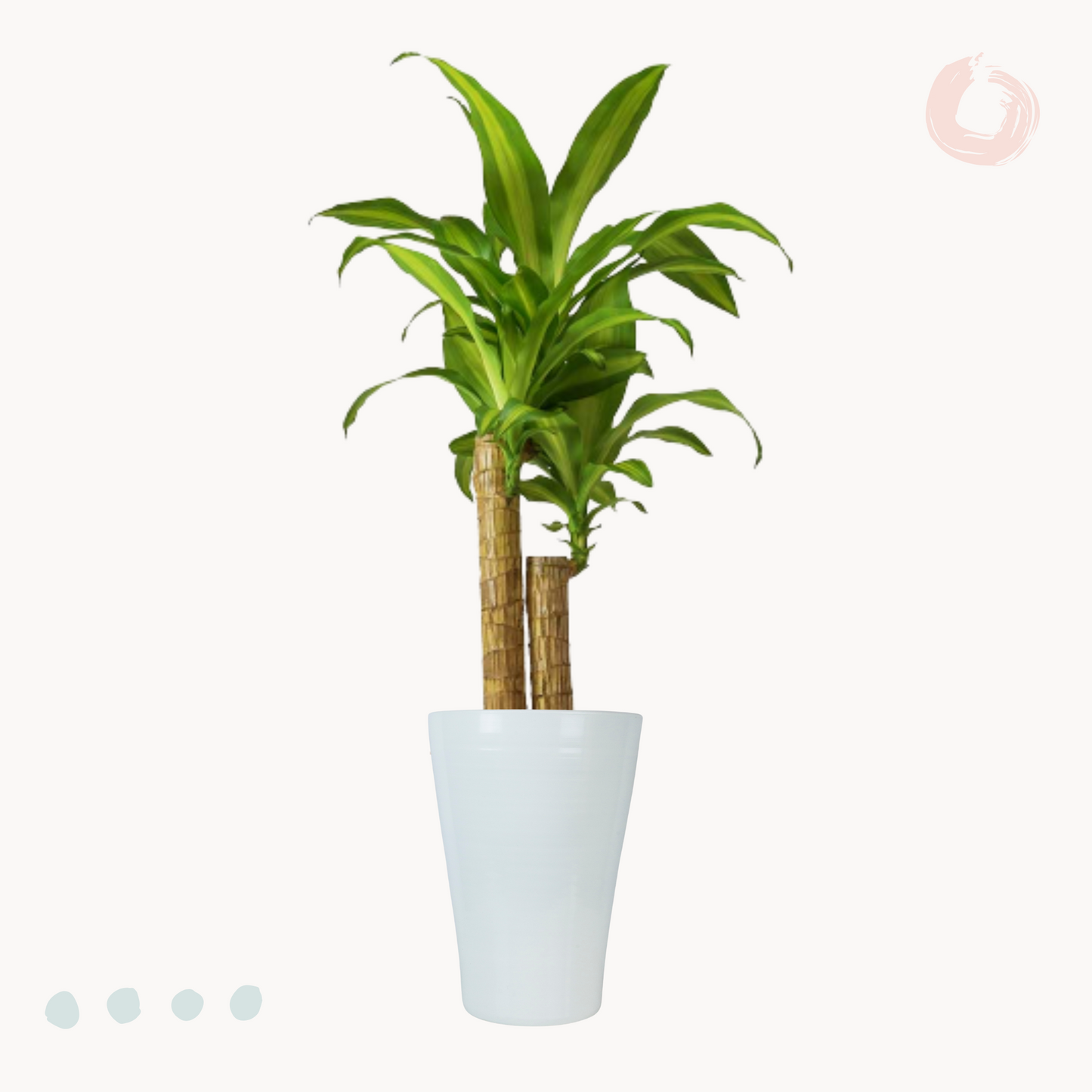 Δράκαινα Fragrans