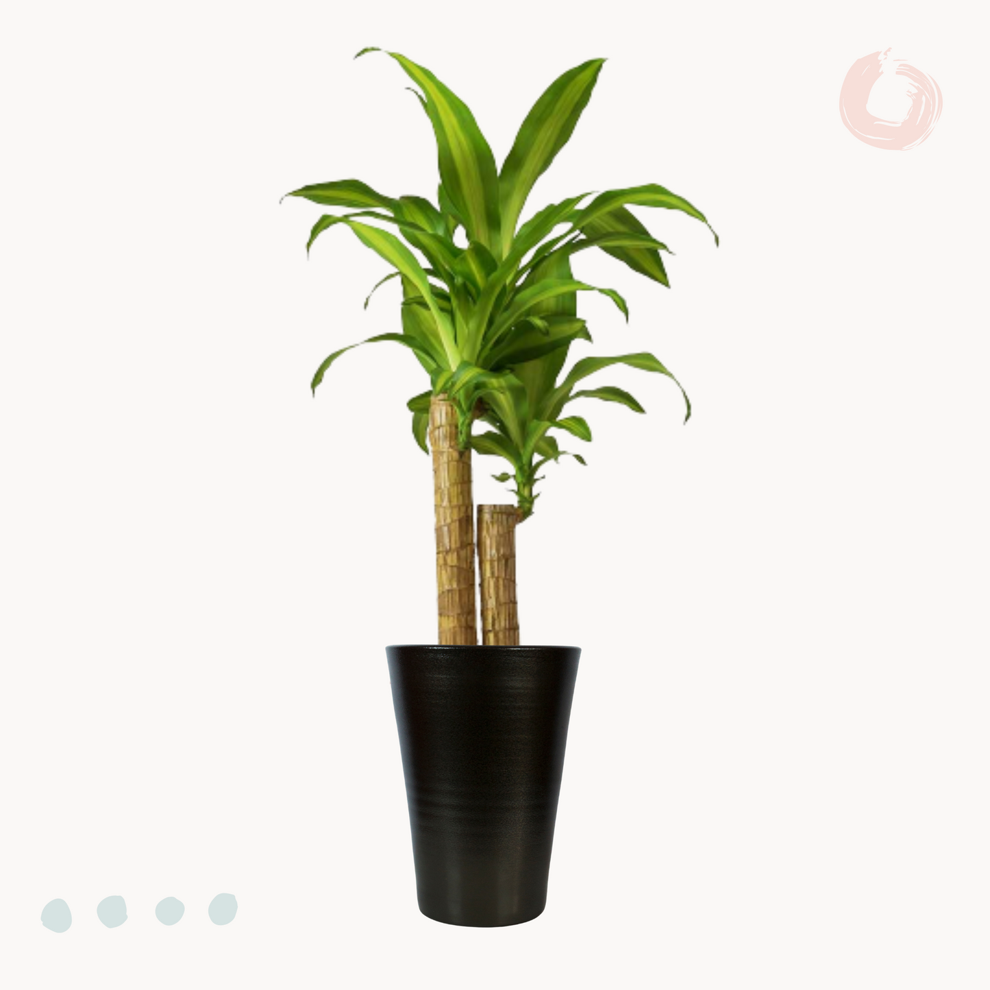 Δράκαινα Fragrans